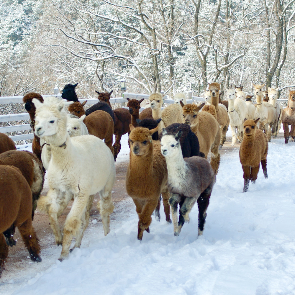 Alpaca World