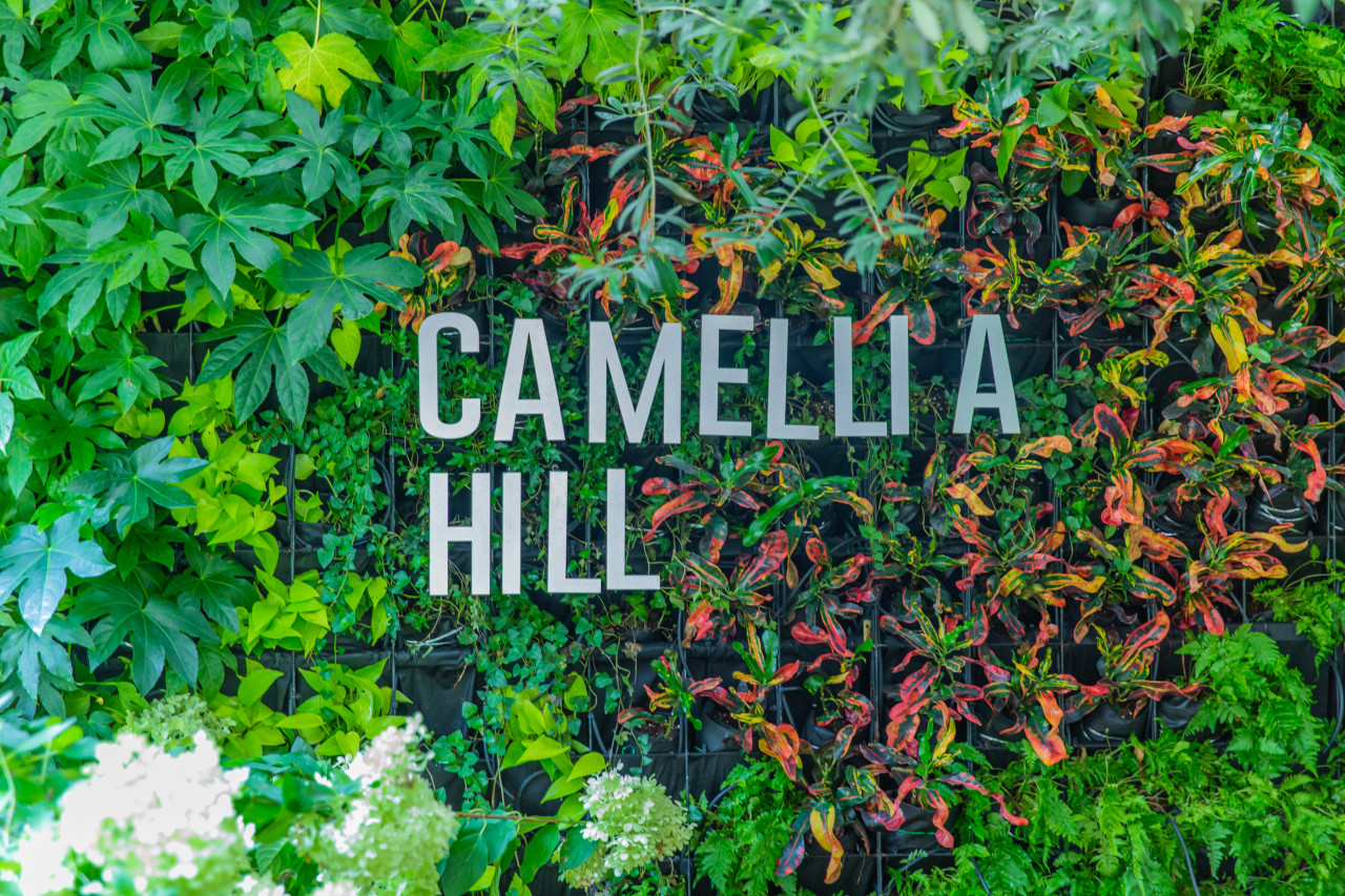 Camellia Hill